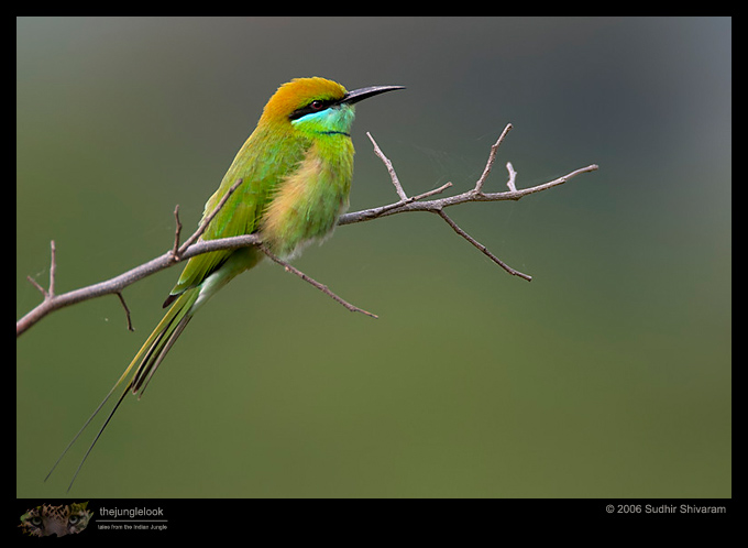 CRW_2022_Green_Bee_eater.jpg