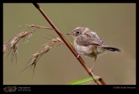 CRW_2267_Bright_Headed_Cisticola.jpg