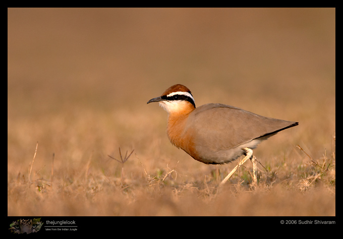 CRW_3288_Indian_Courser.jpg