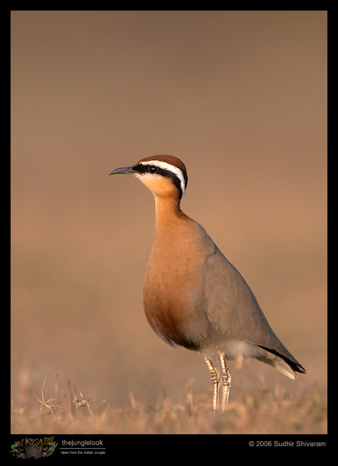 CRW_3292_Indian_Courser.jpg