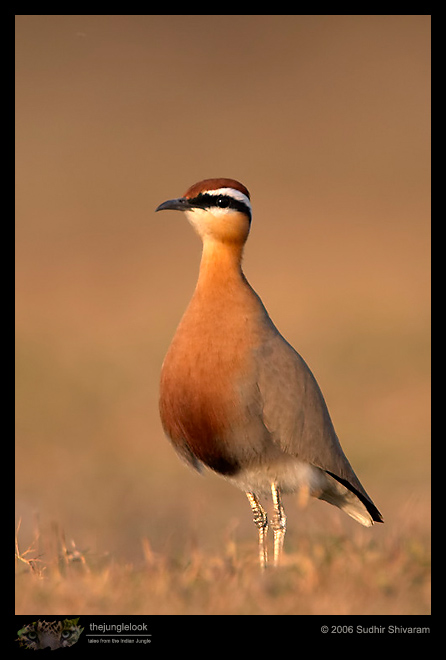 CRW_3291_Indian_Courser.jpg