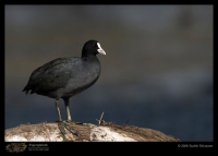 CRW_3422_Common_Coot.jpg