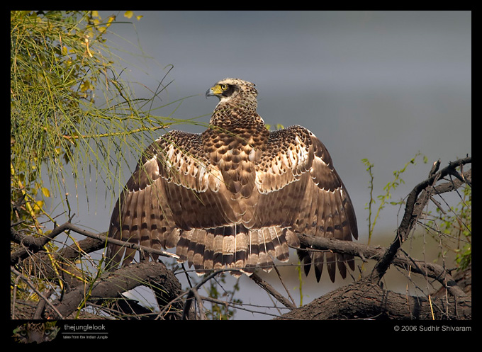 CRW_3441_Crested_Serpent_Eagle.jpg