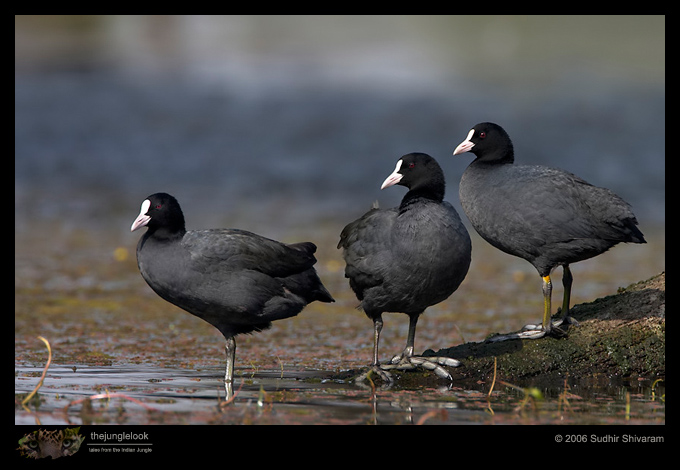 CRW_3607_Common_Coot.jpg