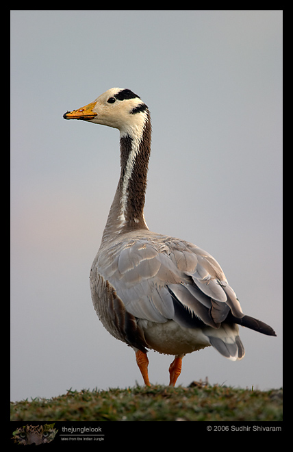 CRW_3870_Bar_Headed_Geese.jpg