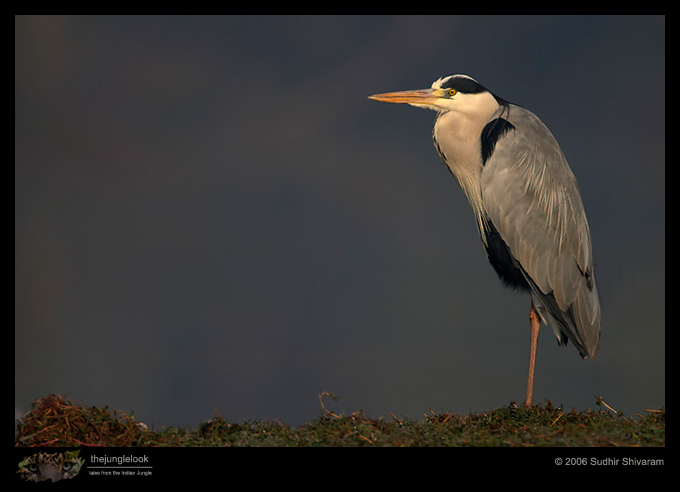 CRW_3888_Grey_Heron.jpg