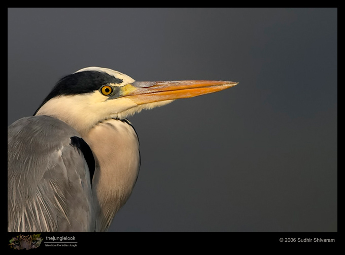 CRW_3896_Grey_Heron.jpg