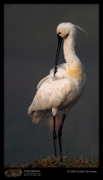 CRW_3906-Eurasian-Spoonbill.jpg