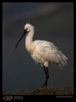 CRW_3908_Eurasian_Spoonbill.jpg