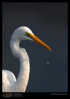 CRW_3914-Great-Egret.jpg