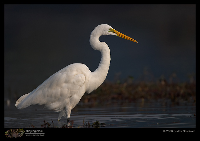 CRW_3915_Egret.jpg