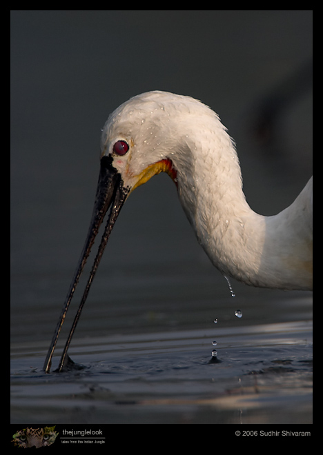 CRW_3916_Spoonbill.jpg