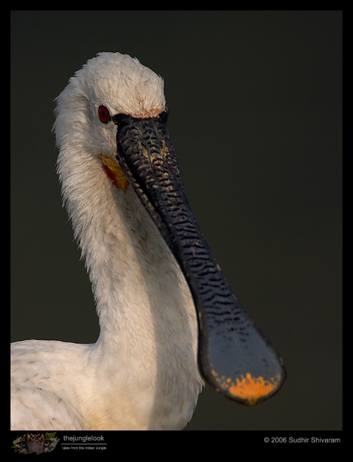 CRW_3923_Spoonbill.jpg