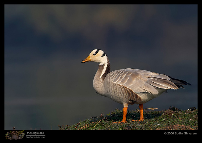 CRW_4338_Bar_Headed_Geese.jpg