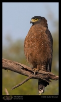 CRW_4363_Crested_Serpent_Eagle.jpg