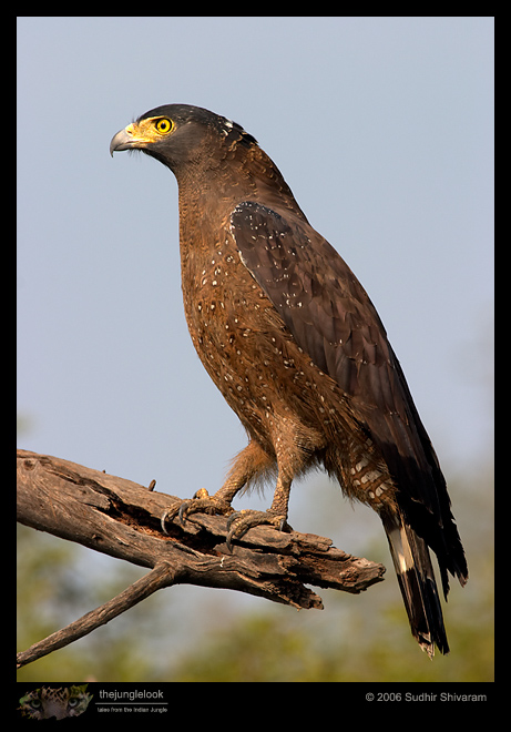 CRW_4366_Crested_Serpent_Eagle.jpg