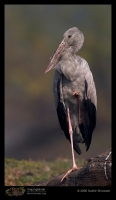 CRW_4379_Asian_Openbill.jpg