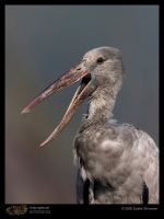 CRW_4383_Asian_Openbill.jpg