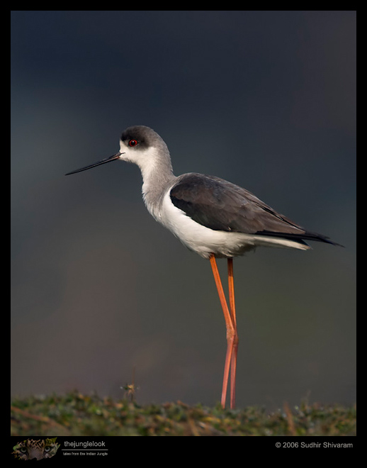 CRW_4396_Black_winged_Stilt.jpg