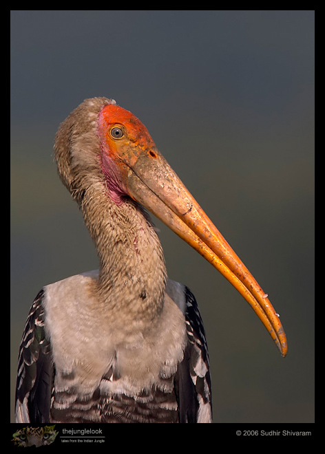 CRW_4426_Painted_Stork.jpg