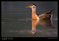 CRW_4455_Bronze_Winged_Jacana.jpg