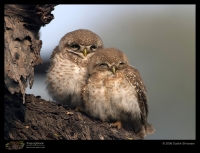 CRW_4679_Spotted_Owlet.jpg