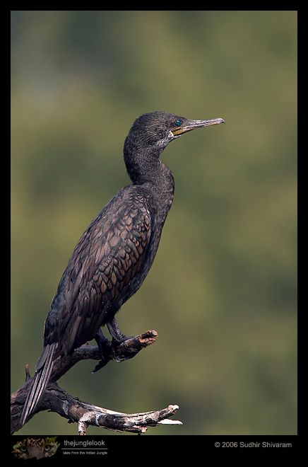 CRW_4785_Indian_Cormorant.jpg