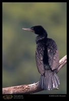 CRW_4807_Indian_Cormorant.jpg