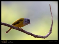 CRW_4878_Grey_Headed_Canary_flycatcher.jpg