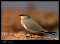 CRW_5199_Small_Pratincole.jpg