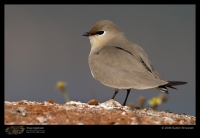 CRW_5157_Small_Pratincole.jpg