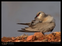 CRW_5163_Small_Pratincole.jpg