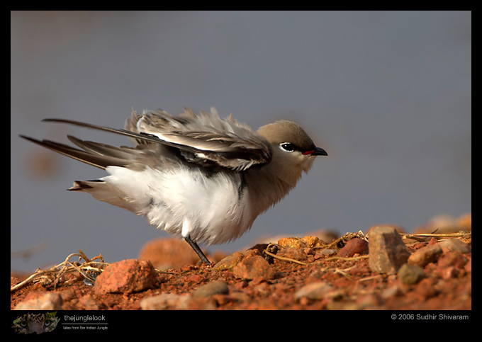 CRW_5166_Small_Pratincole.jpg