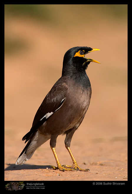 CRW_5357_Common_Myna.jpg