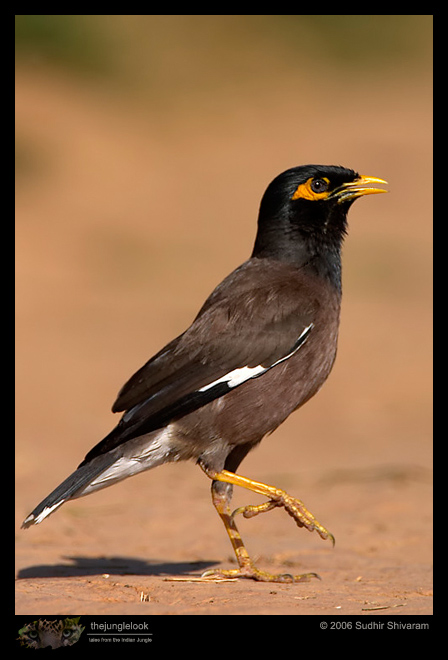 CRW_5358_Common_Myna.jpg