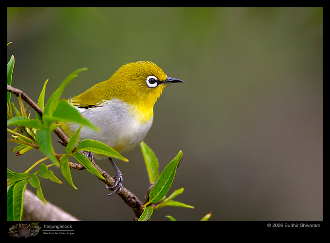 CRW_5461_Oriental_White_eye.jpg