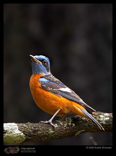 CRW_5464_Blue_capped_Rock_Thrush.jpg