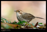 CRW_5482_Puff_throated_Babbler.jpg