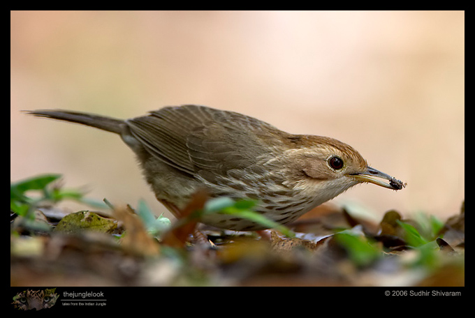 CRW_5483_Puff_throated_Babbler.jpg