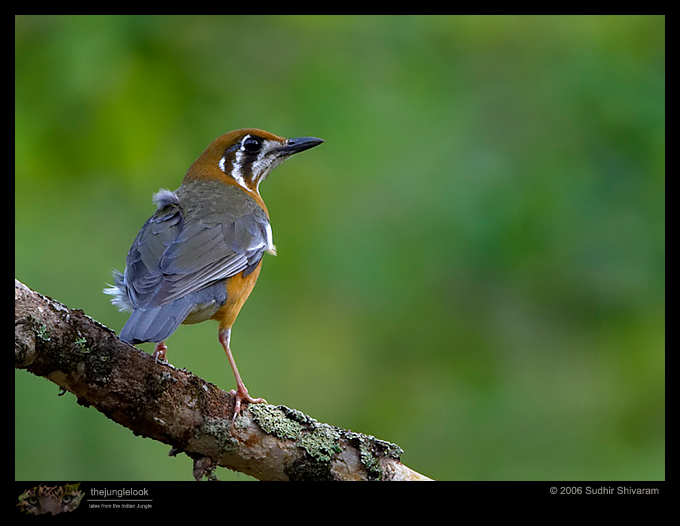 CRW_6112_Orange_Headed_Thrush.jpg