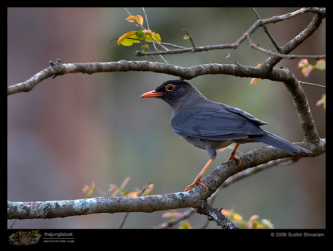 CRW_6130_Eurasian_Blackbird.jpg