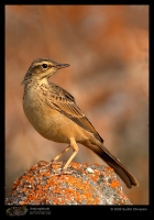 CRW_6696_Long_Billed_Pipit.jpg