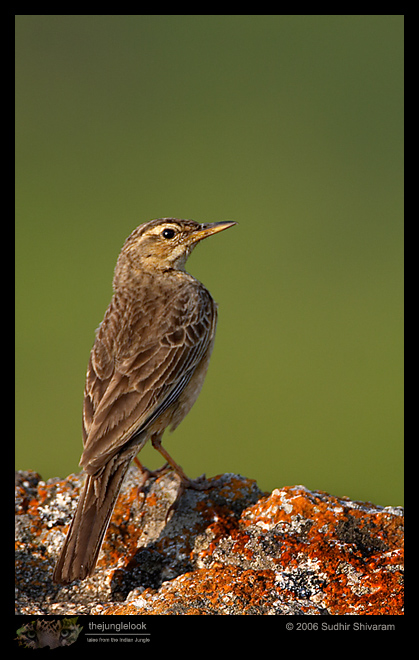 CRW_6708_Long_Billed_Pipit.jpg