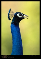 CRW_6877_Indian_Peafowl.jpg