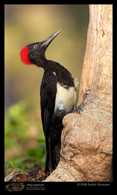 CRW_6904_White_bellied_Woodpecker.jpg