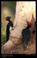 CRW_6906_White_bellied_Woodpecker.jpg