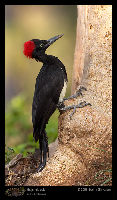 CRW_6909_White_bellied_Woodpecker.jpg