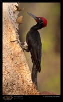 CRW_6913_White_bellied_Woodpecker.jpg