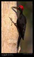 CRW_6916_White_bellied_Woodpecker.jpg