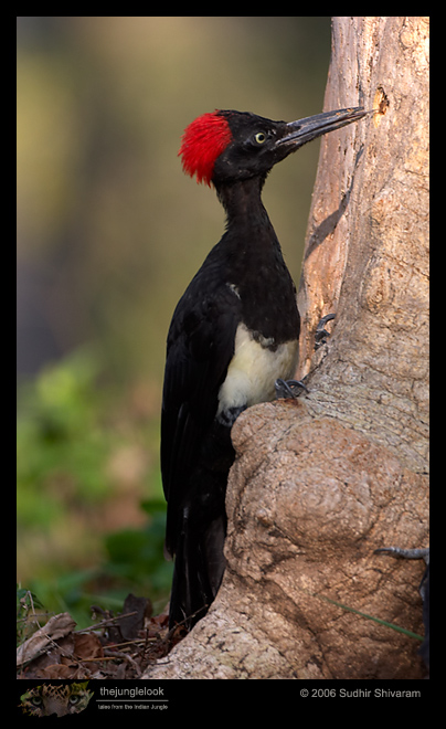 CRW_6901_White_Bellied_Woodpecker.jpg